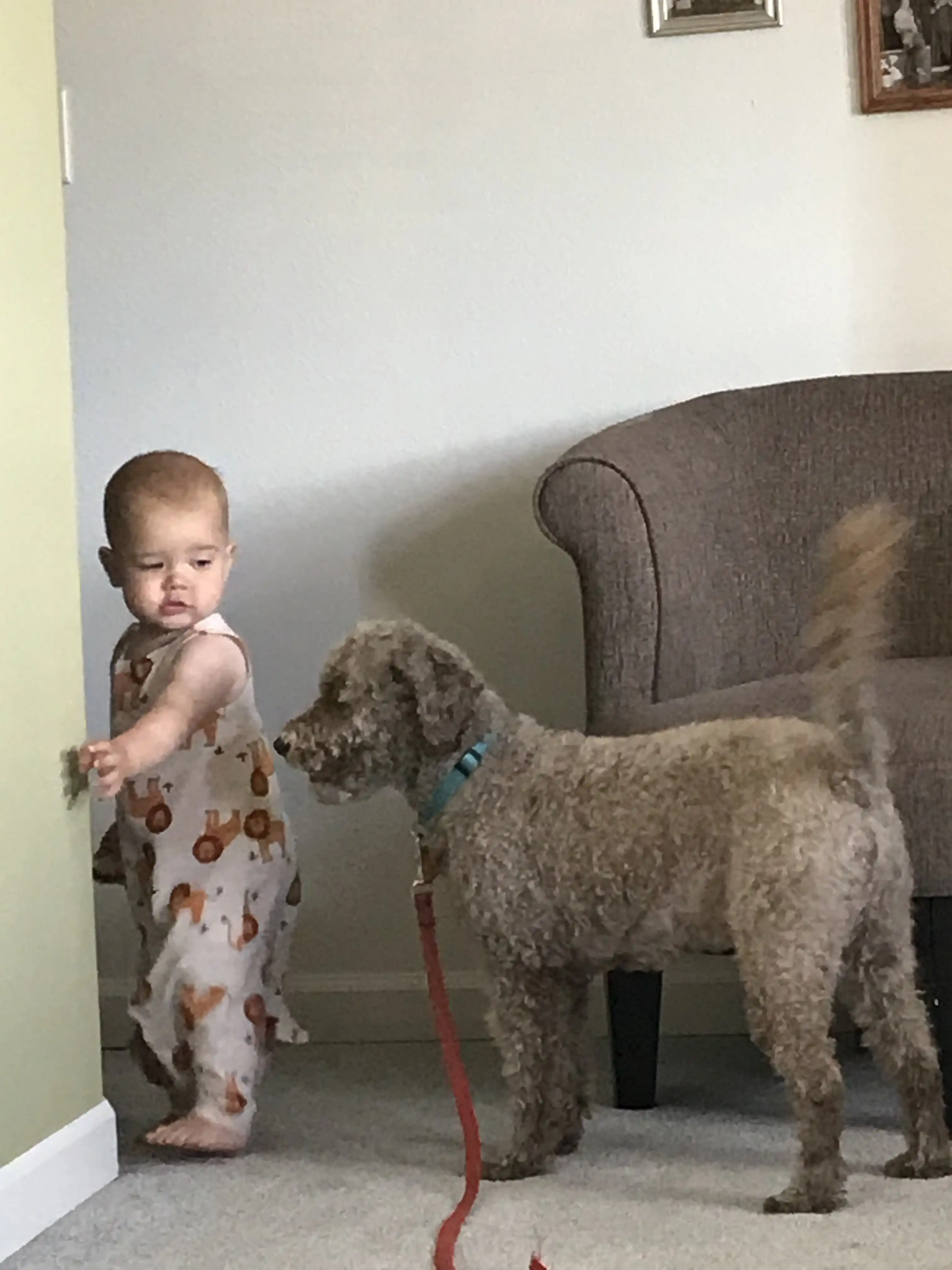 Royal staring back at Zibby.