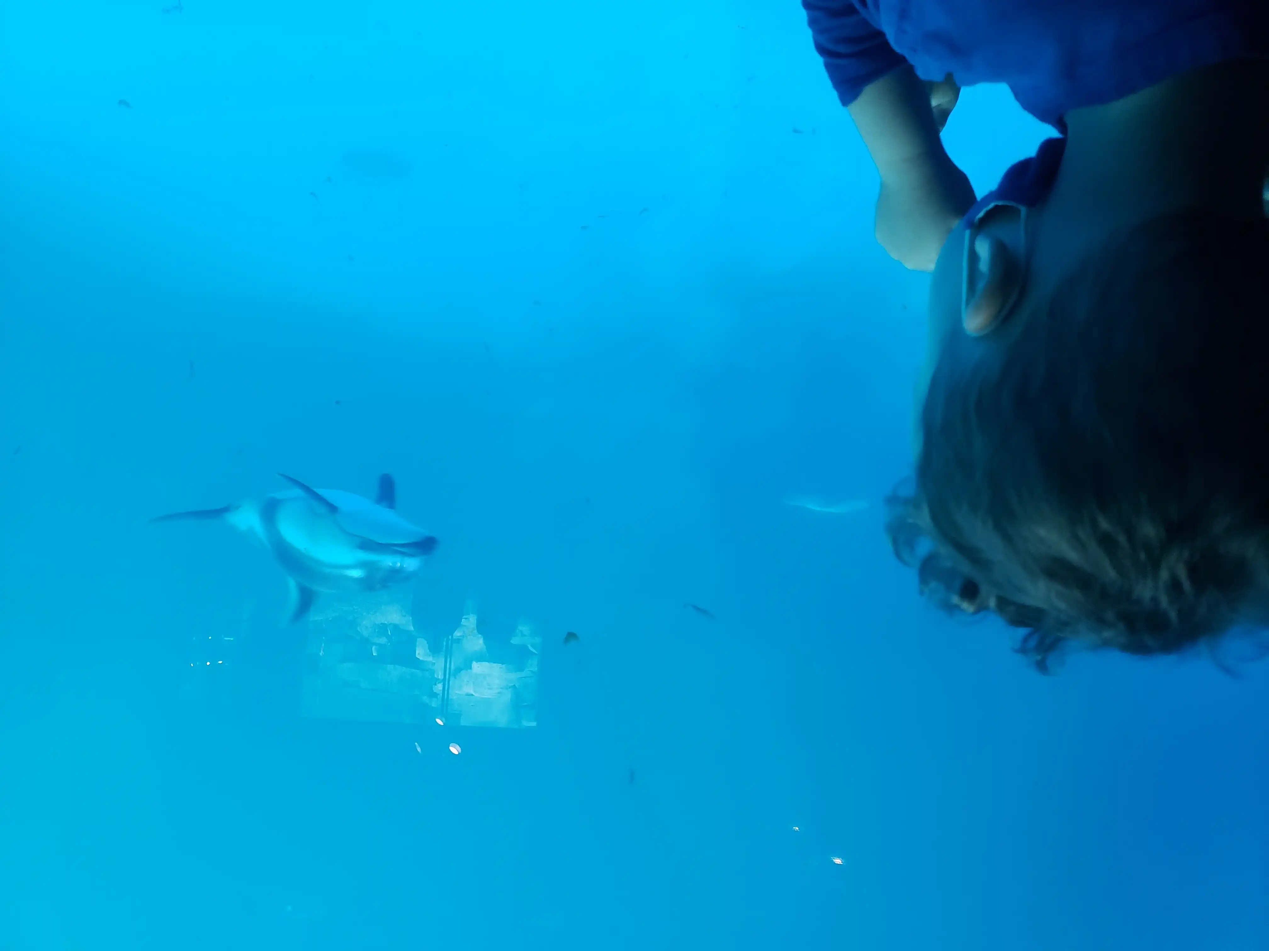 Graham Watches A Dolphin