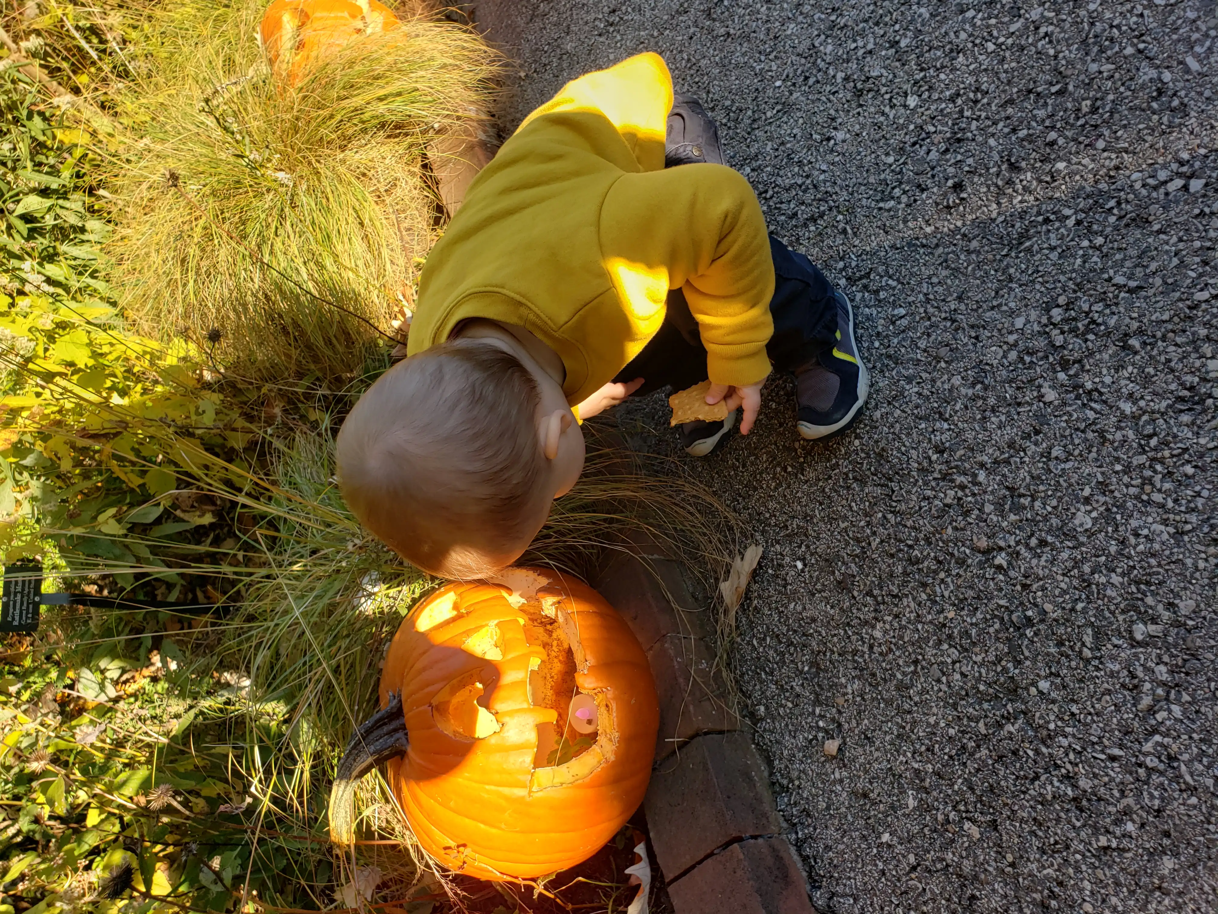 Royal stooping over a jack-o-lantern.
