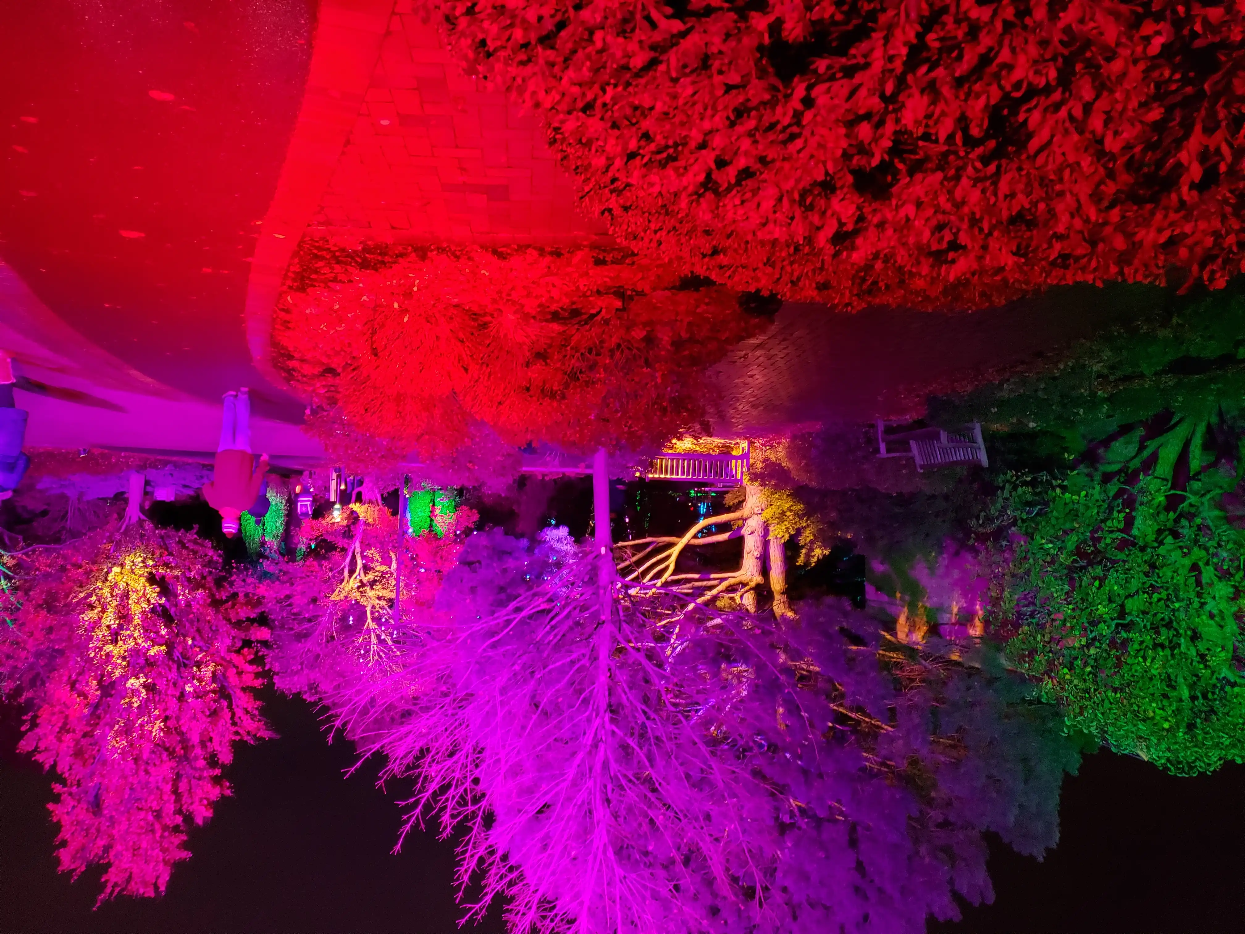 Light cast upon trees and shrubs turns them into vivid reds and florescent pinks and yellows