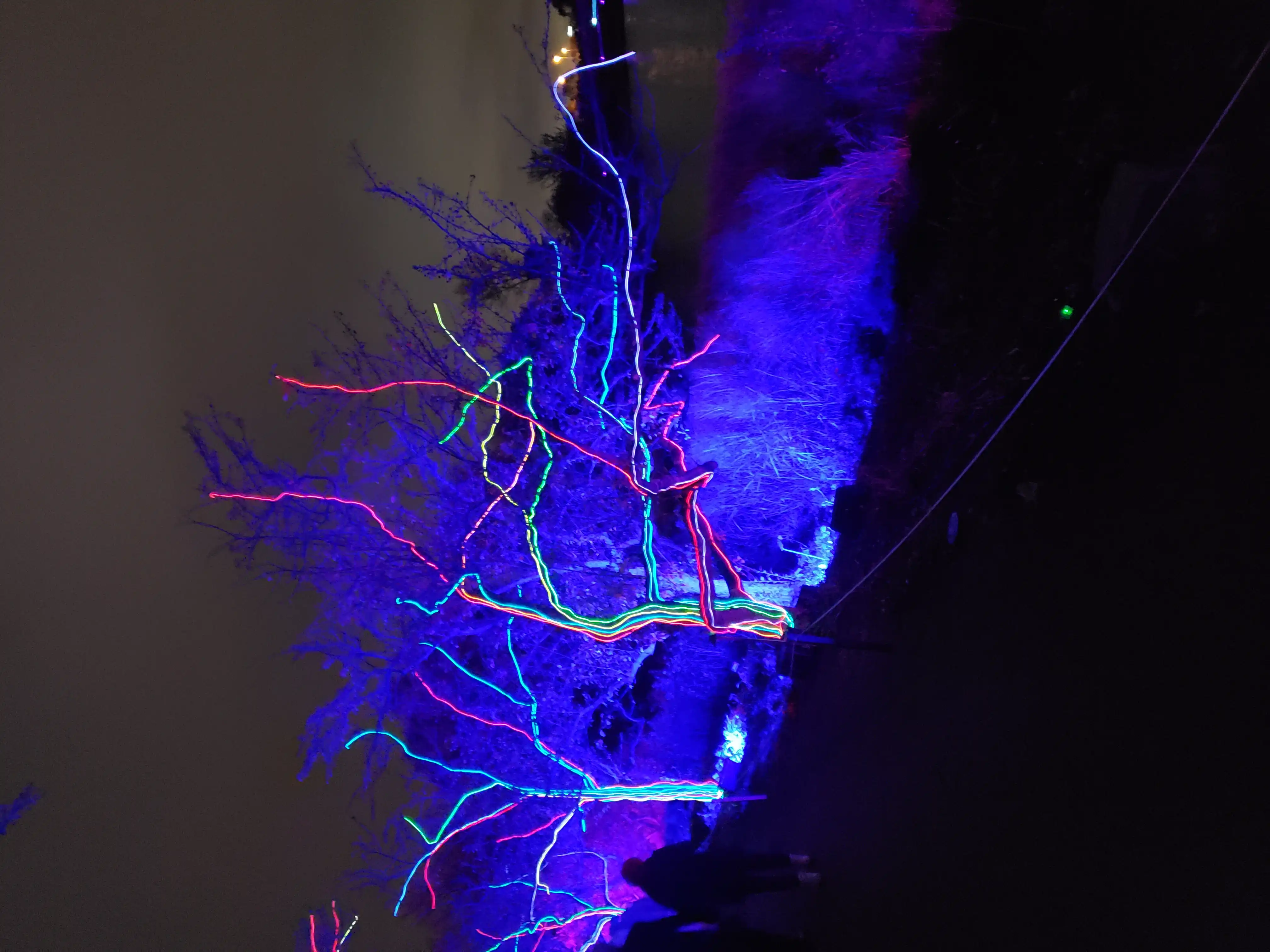 Lights turn a set of trees blue, with veins of green and red.