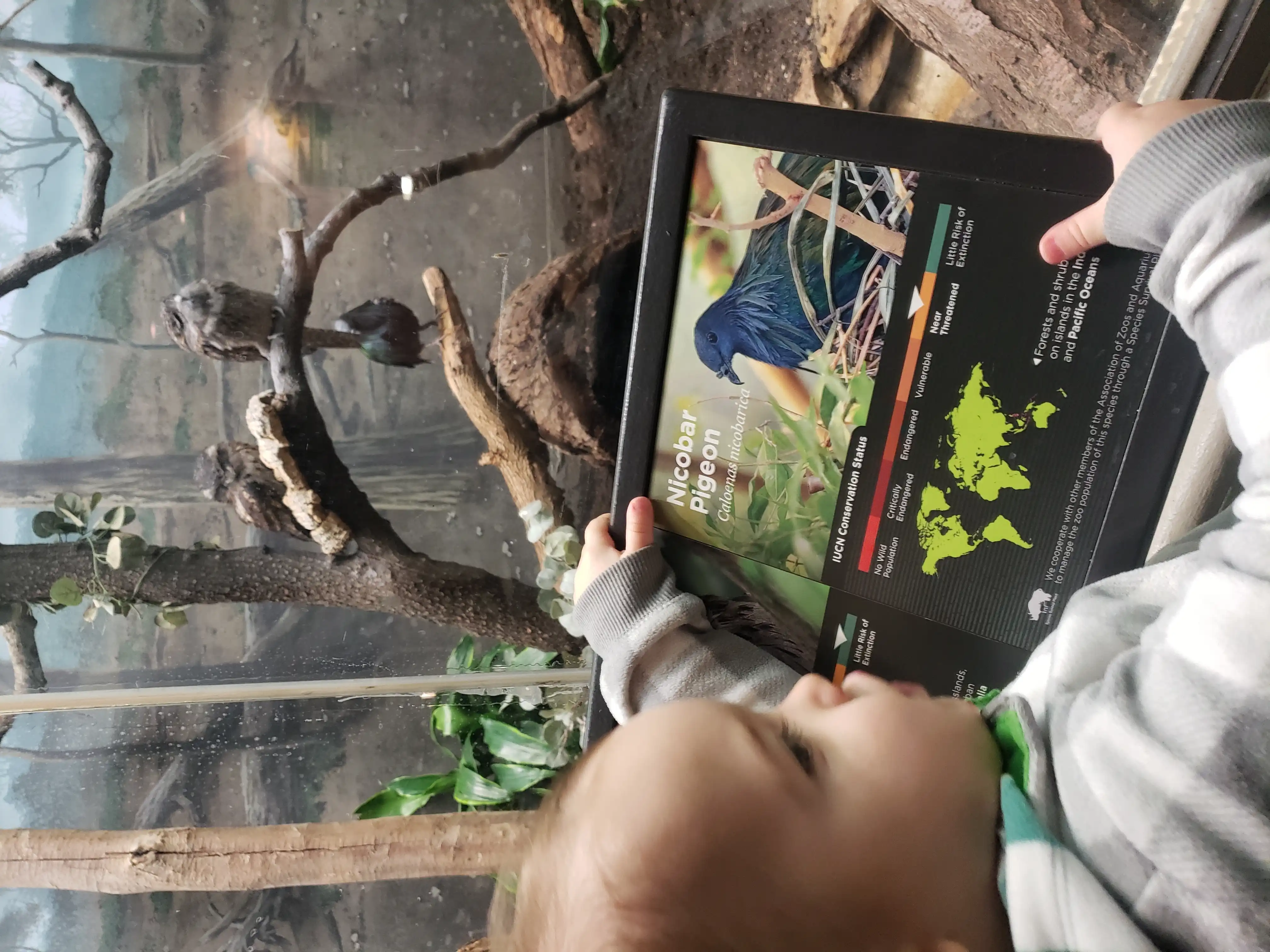 Royal holding a sign of a Nicobar pigeon, with the pigeon in the backgroun.