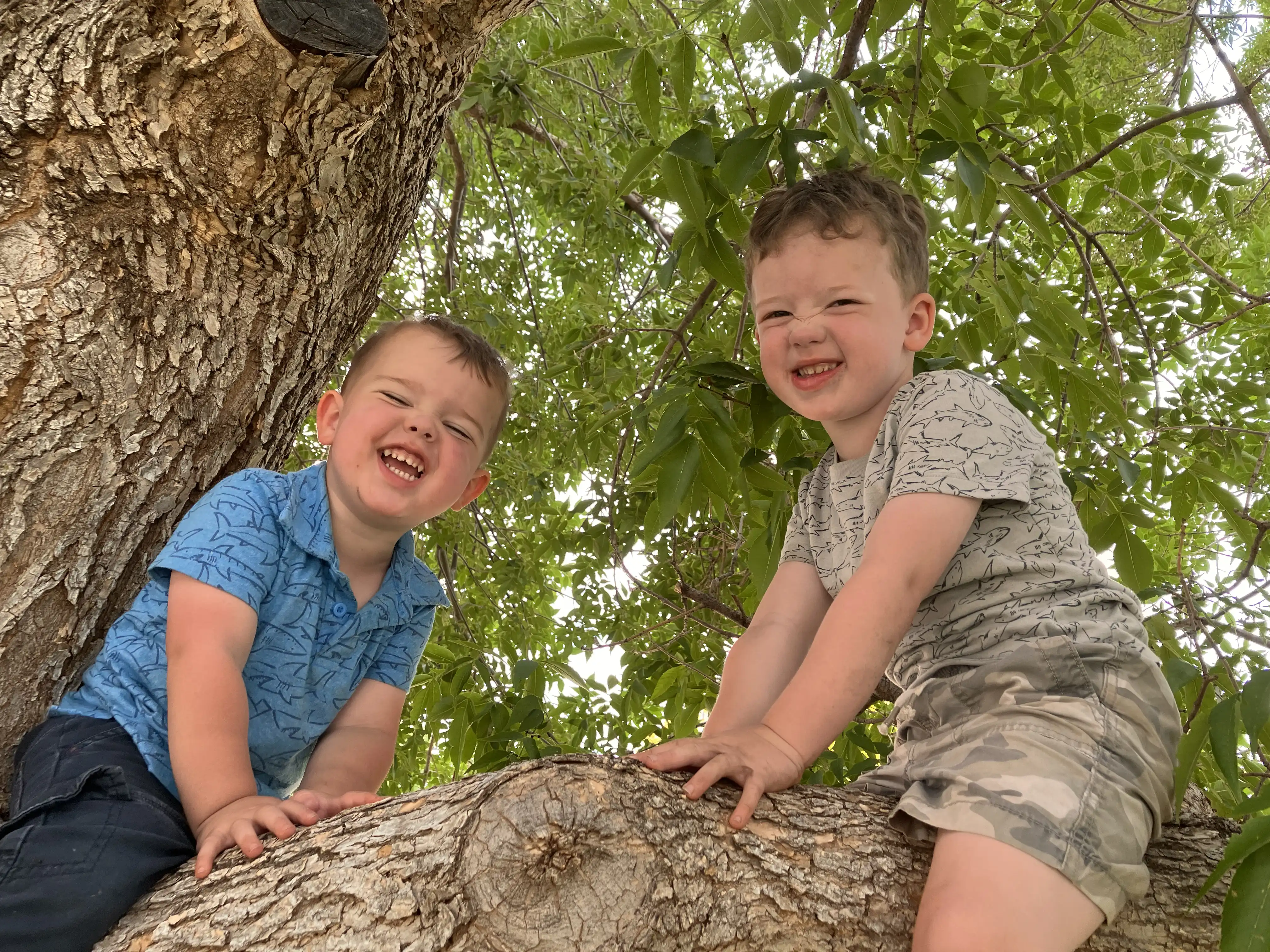Graham and Royal sitting in the Ash tree in our front yard.