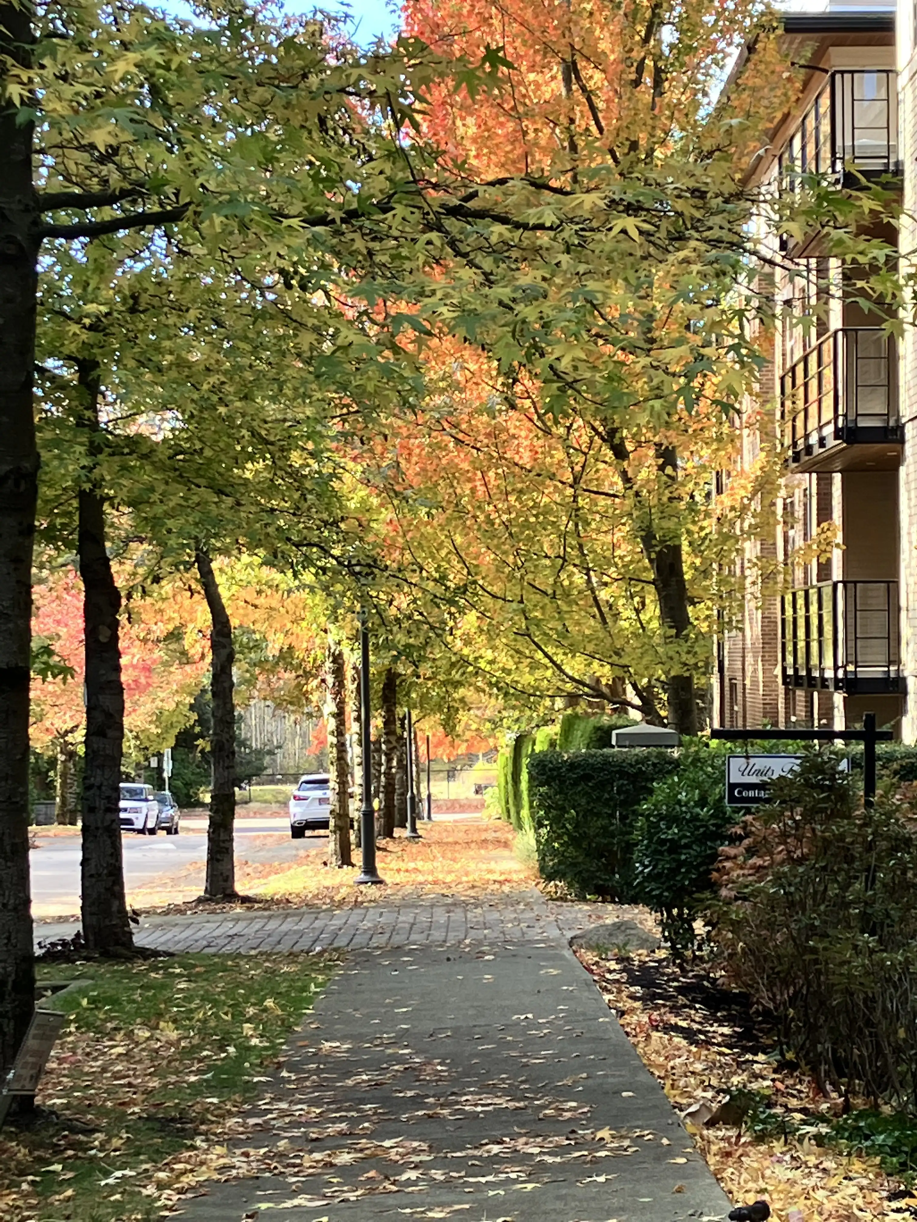 Fall leaves on a street in Vancouver, BC.