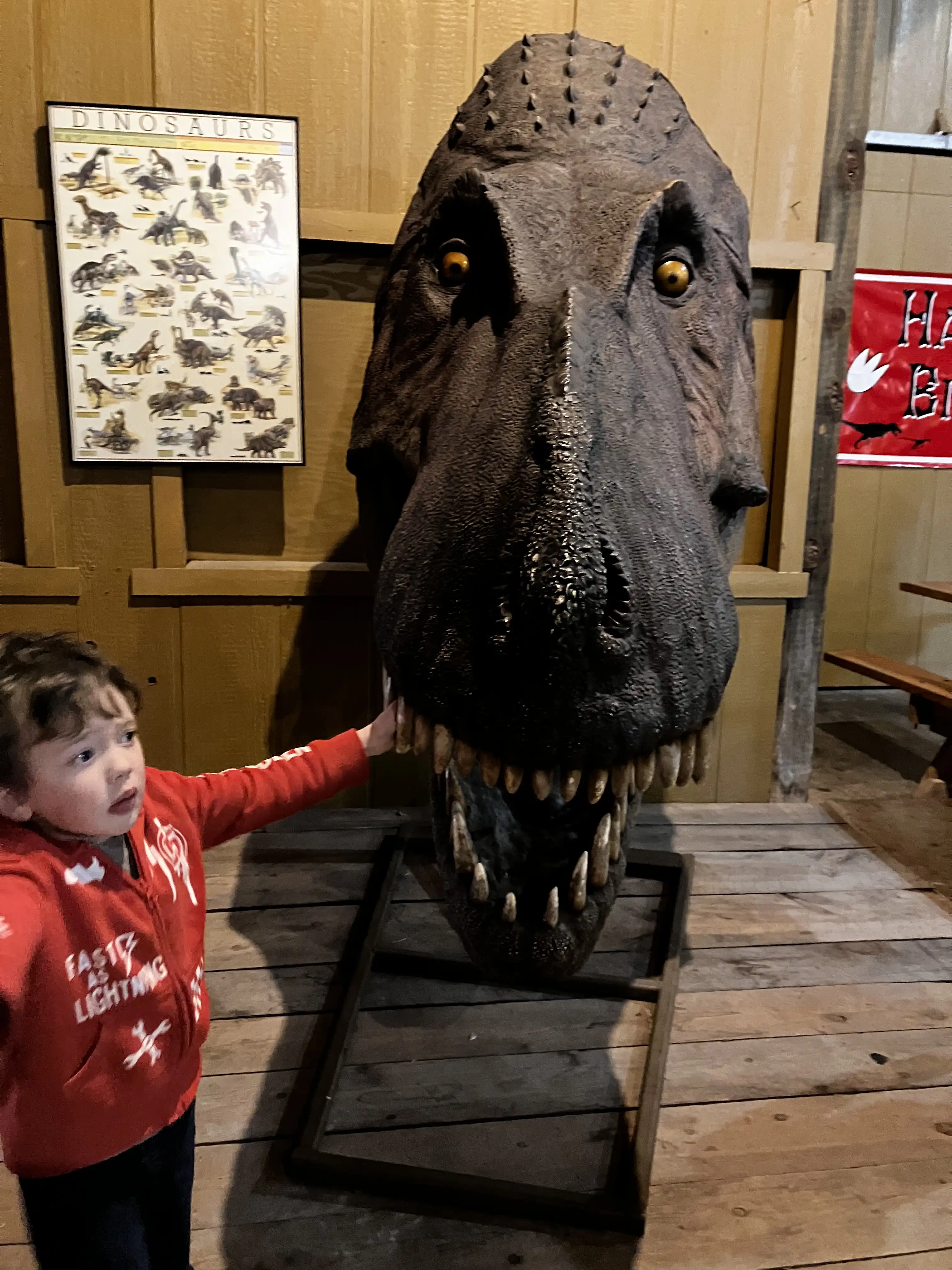 Graham, with a worried expression, puts his hand into the mouth of a life-size T-Rex head like it's going to be bitten off.