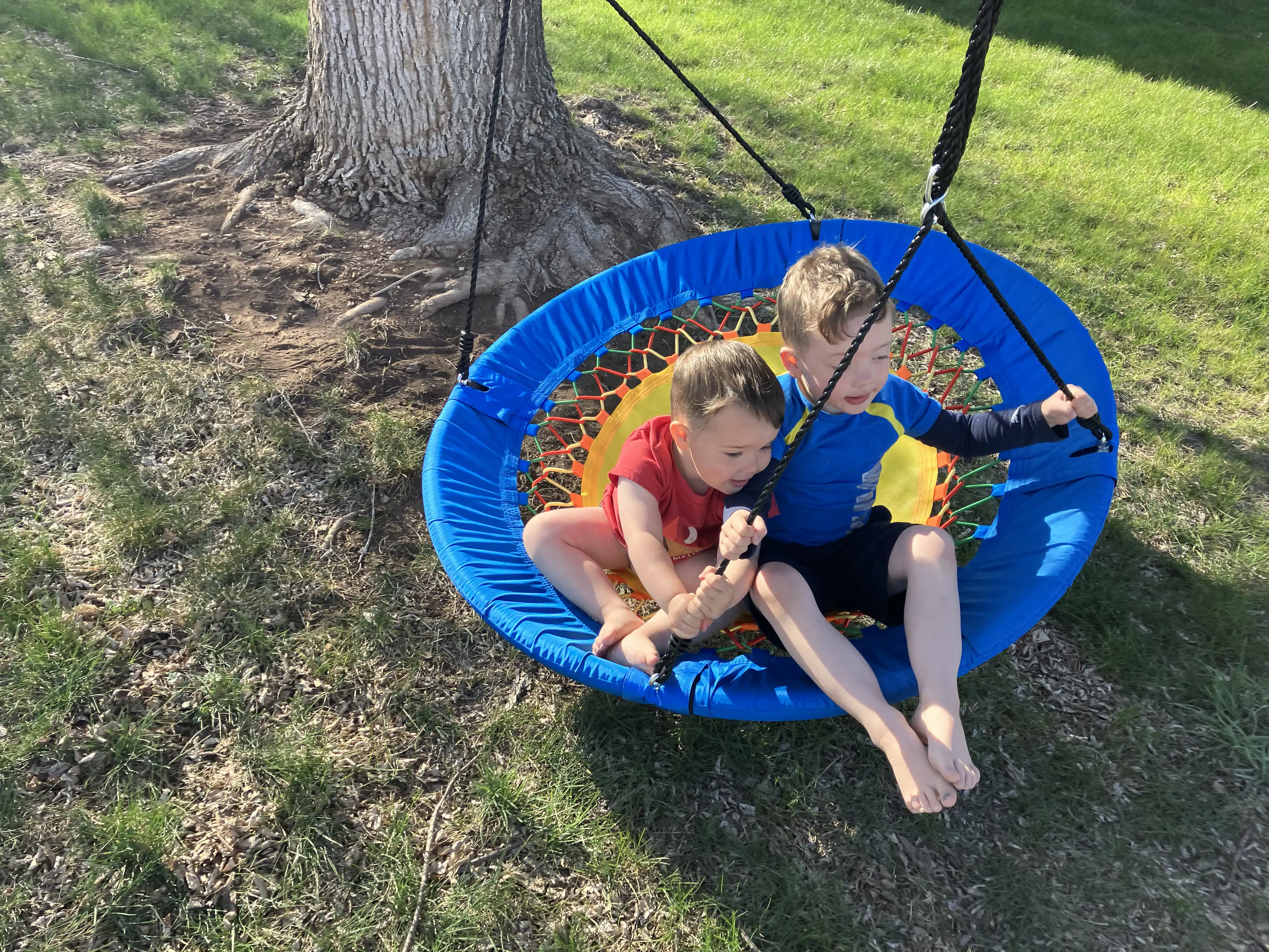 Graham and Royal on a blue and yellow trampoline swing under our Ash tree.