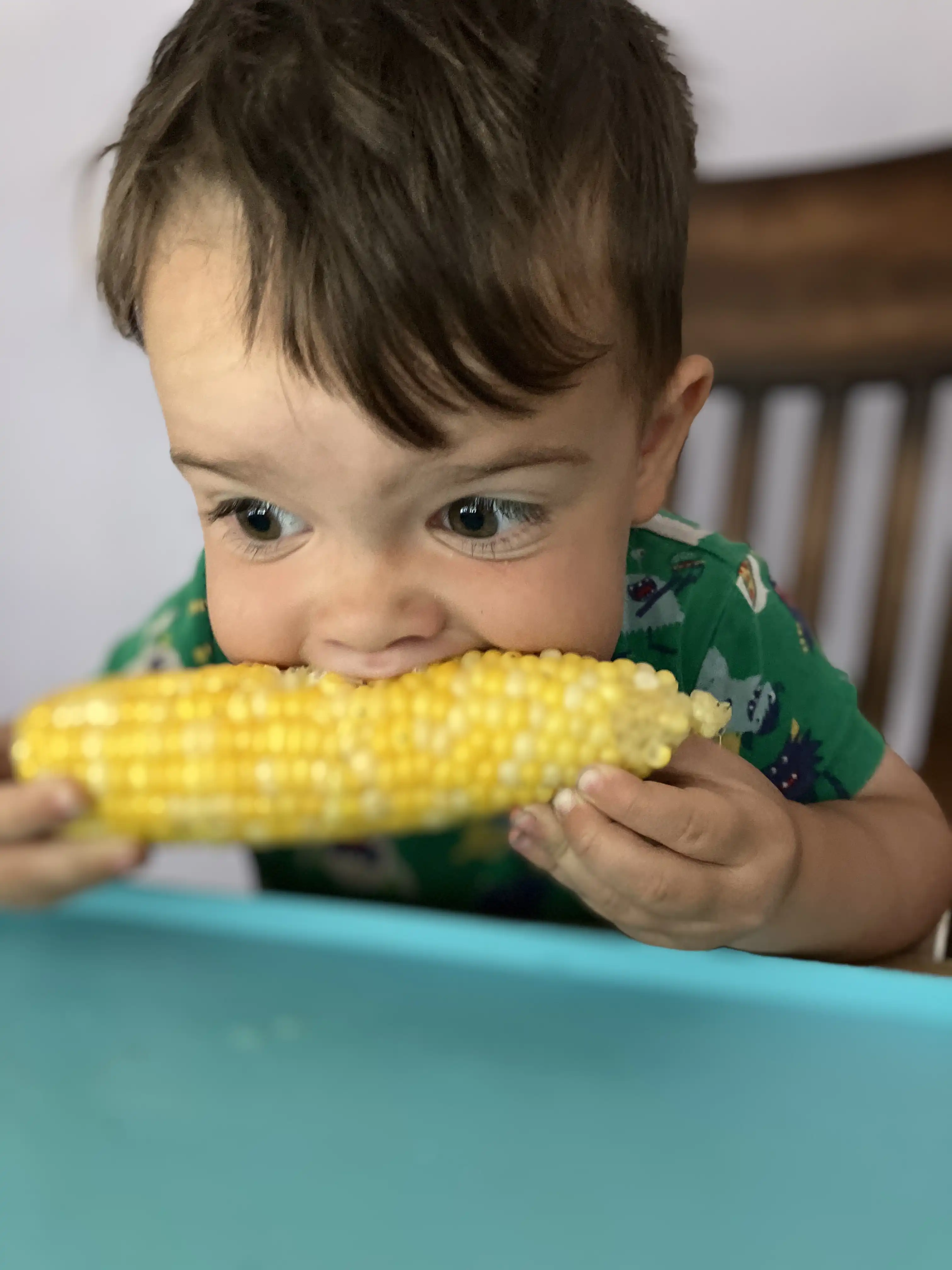 Royal furiously eating an ear of corn.