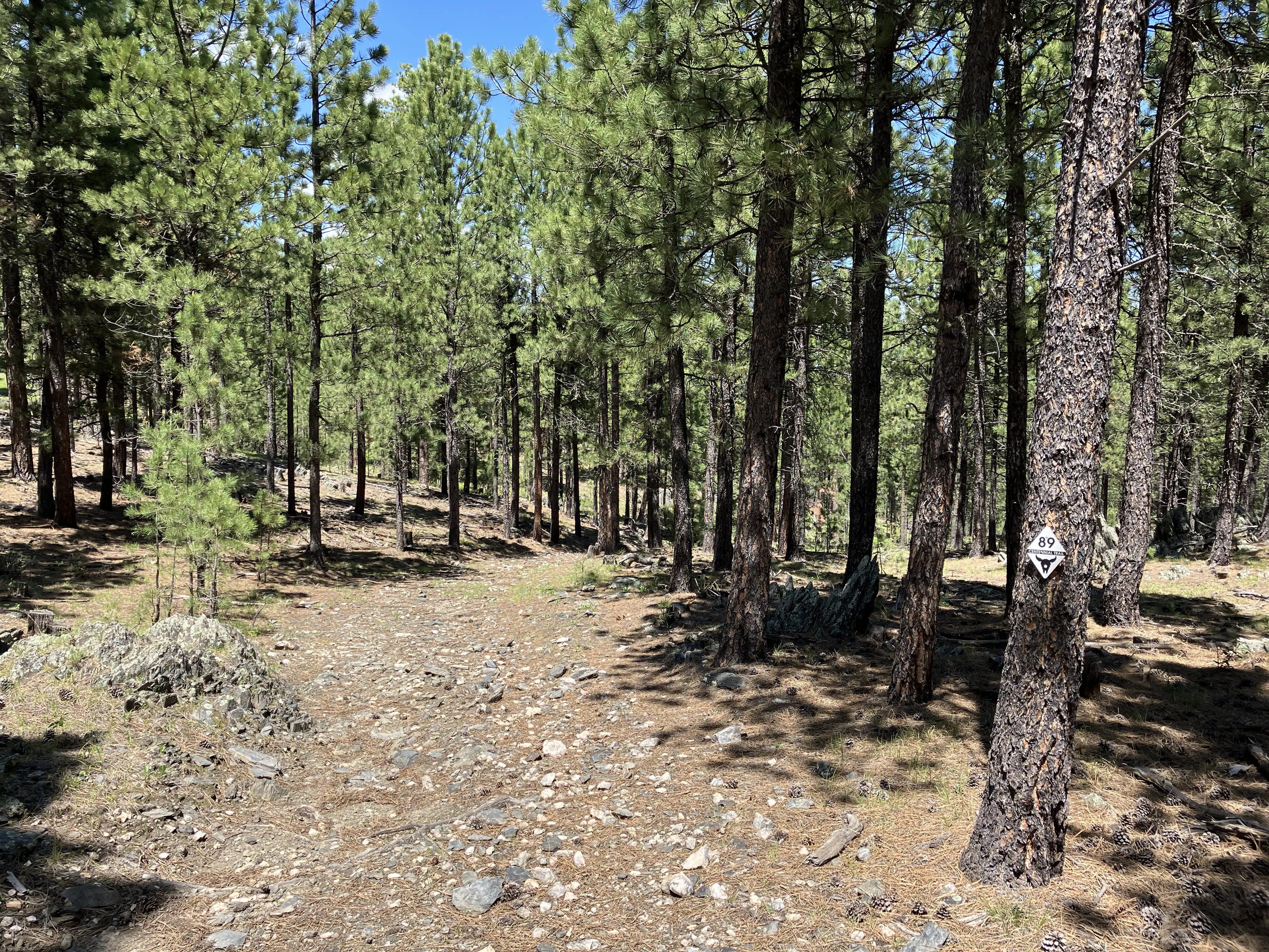 The trail is covered in loose rocks and pine needles.