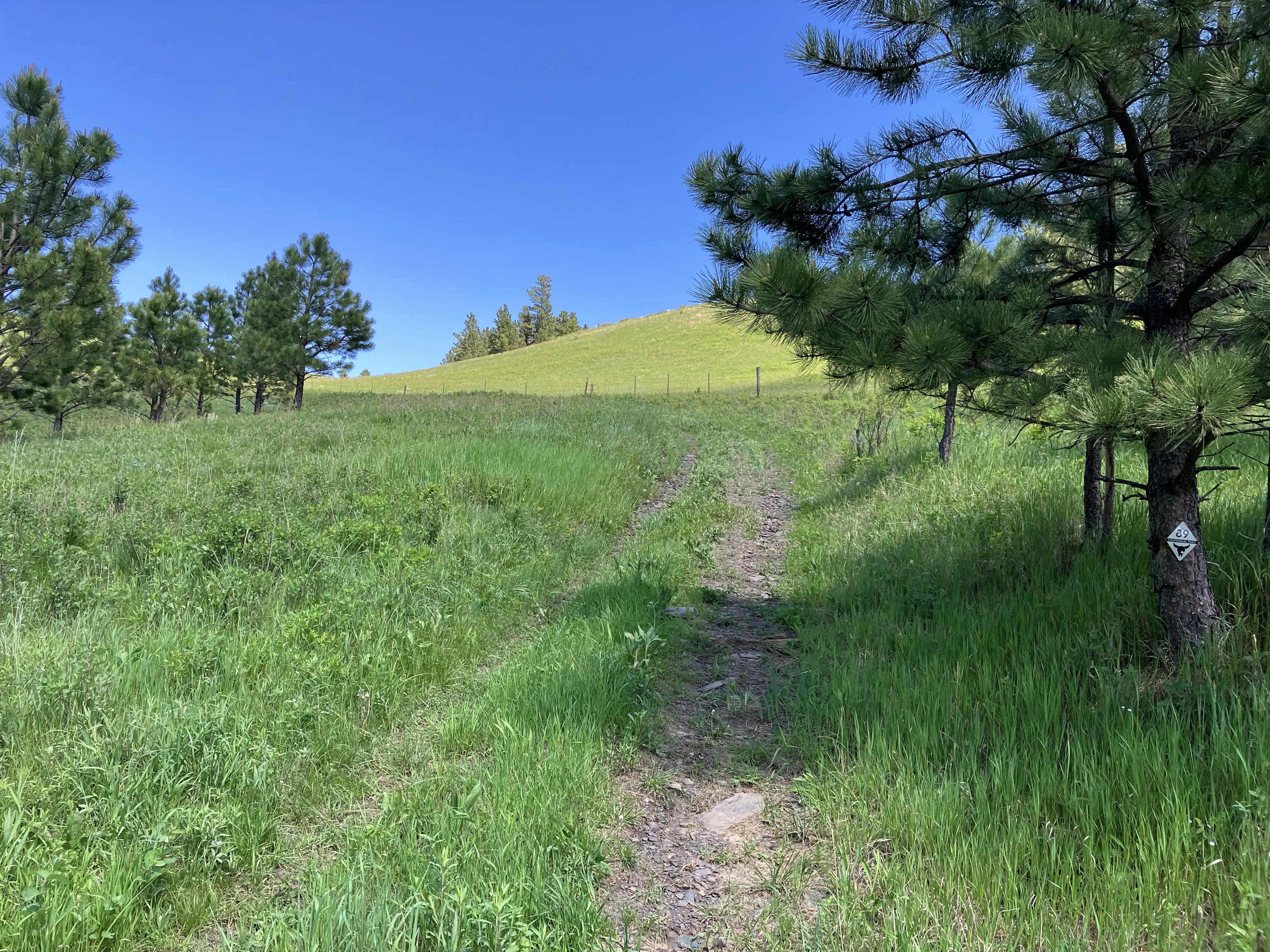 An uphill climb to the Bald Hills with a tree for shade near the trail