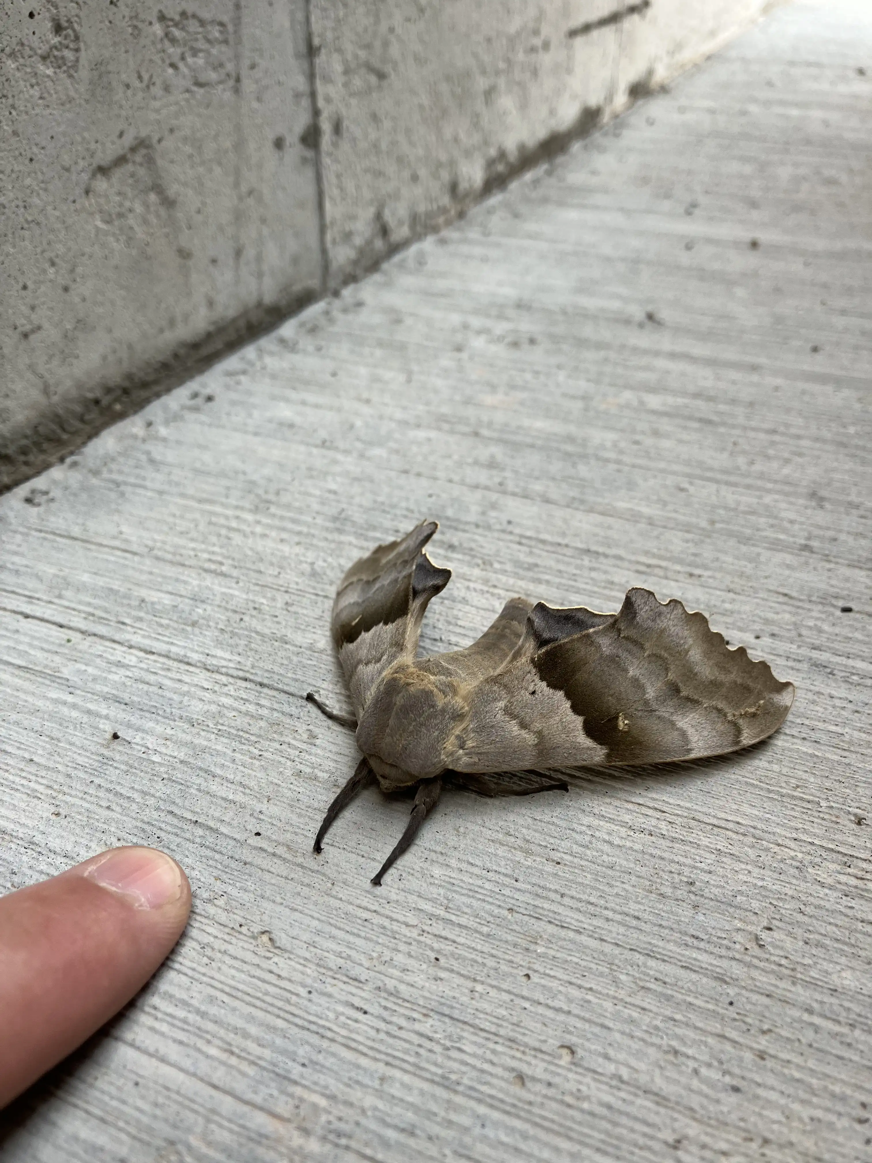 A 3 inch moth.