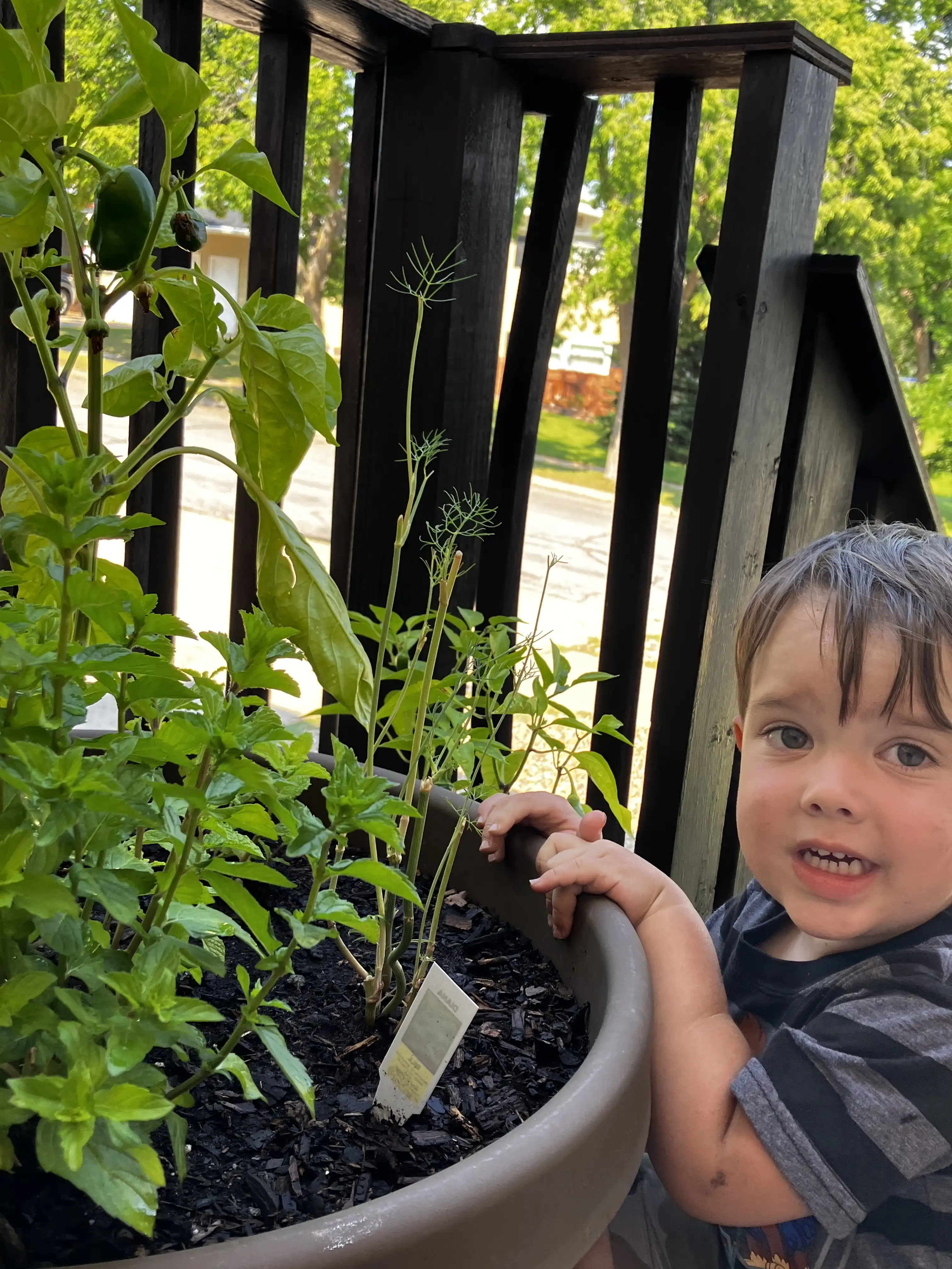 Royal squatting next to a flower pot full of dill, jalapeños and peppers.