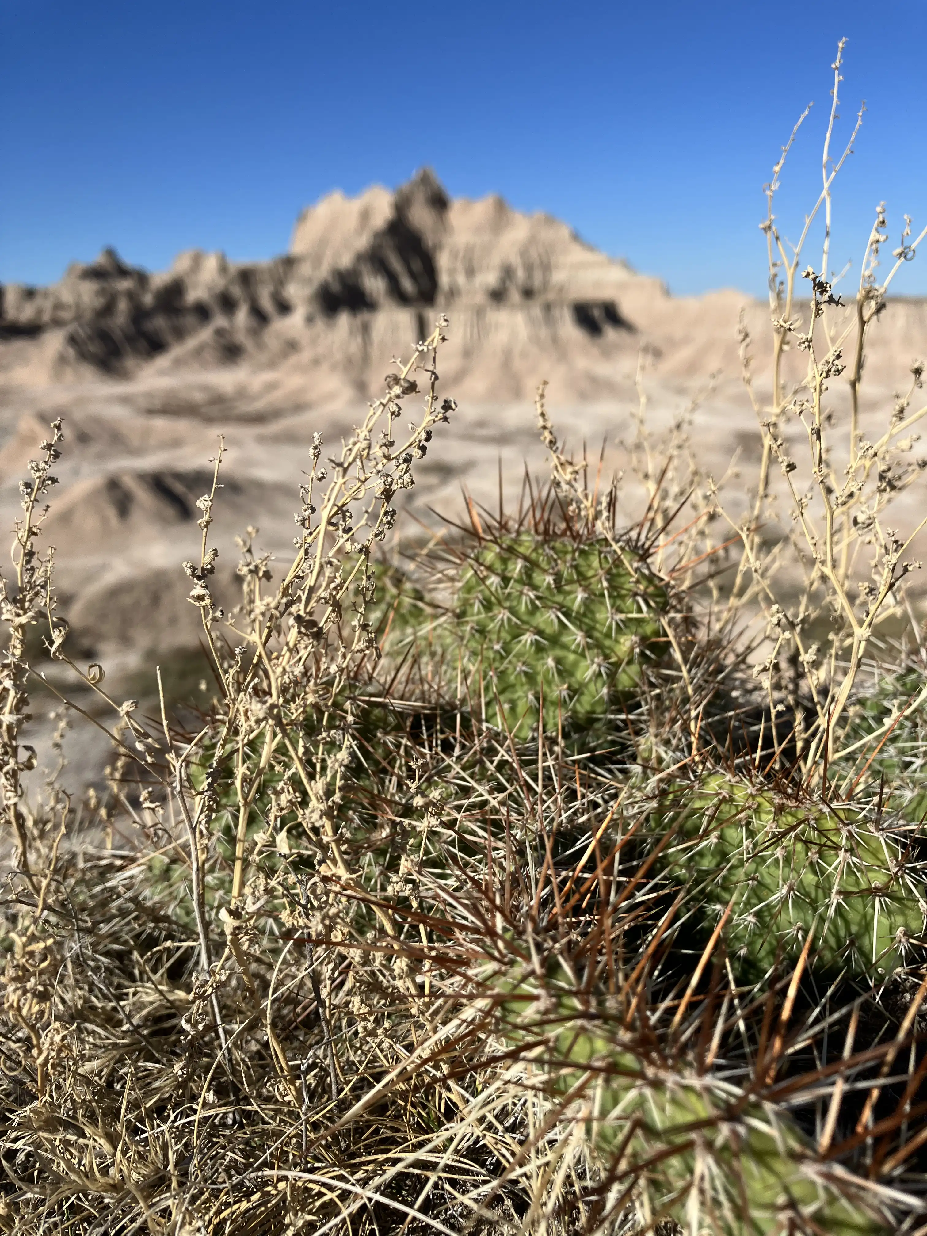 Cactus at Badlands National Park