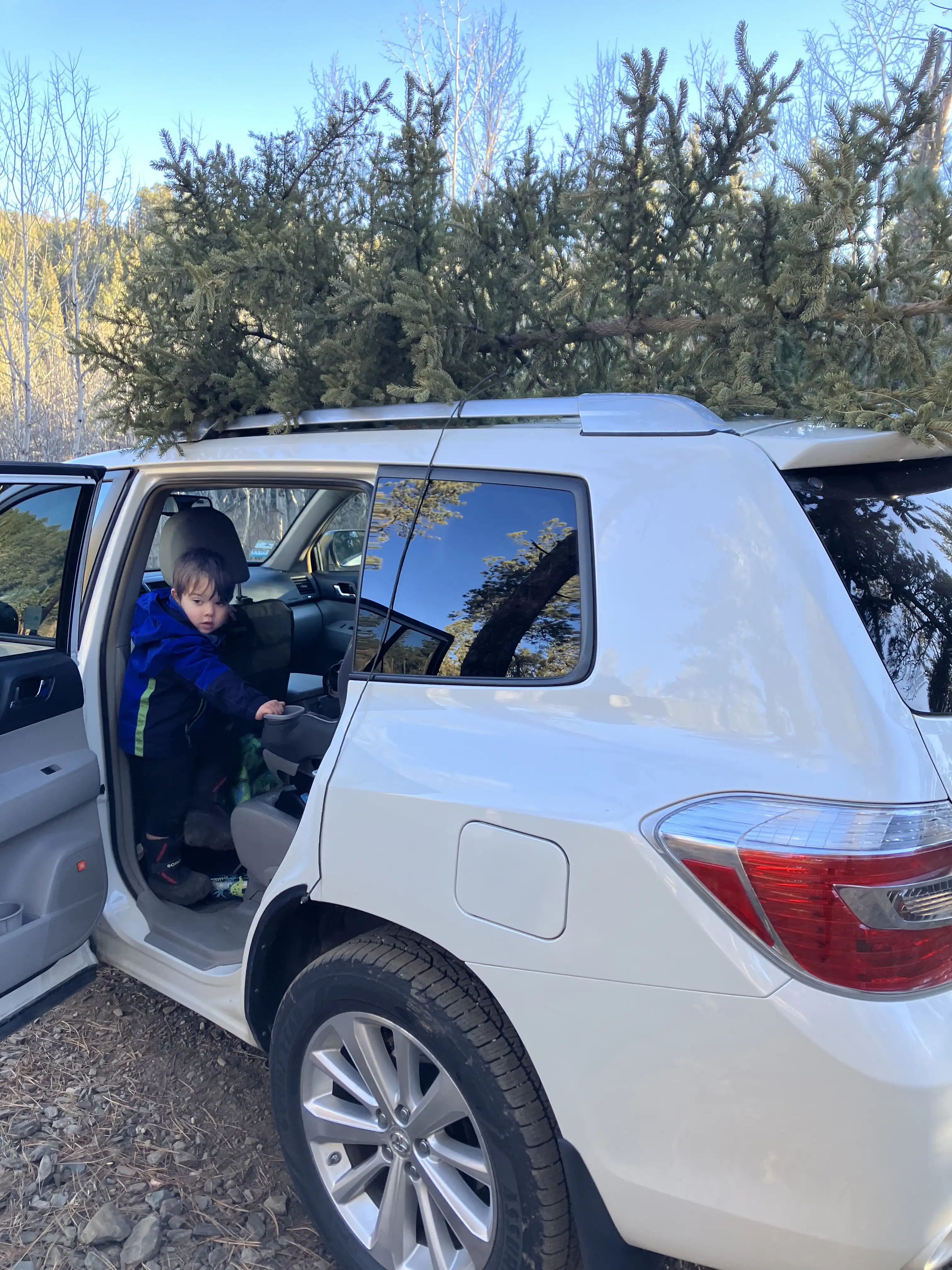 Our Christmas tree atop the car, with Royal standing in the backseat.