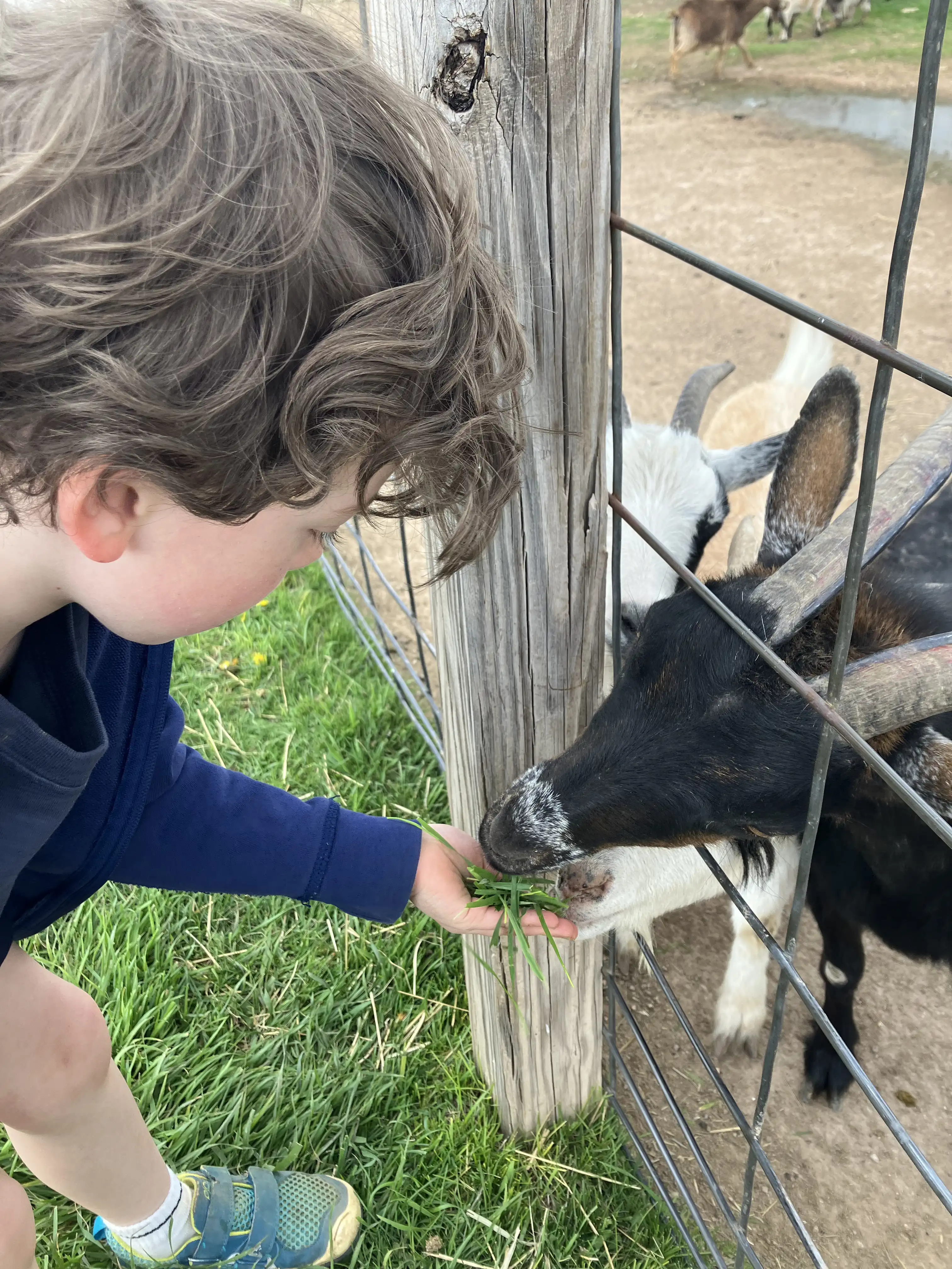 Graham feeds billygoats