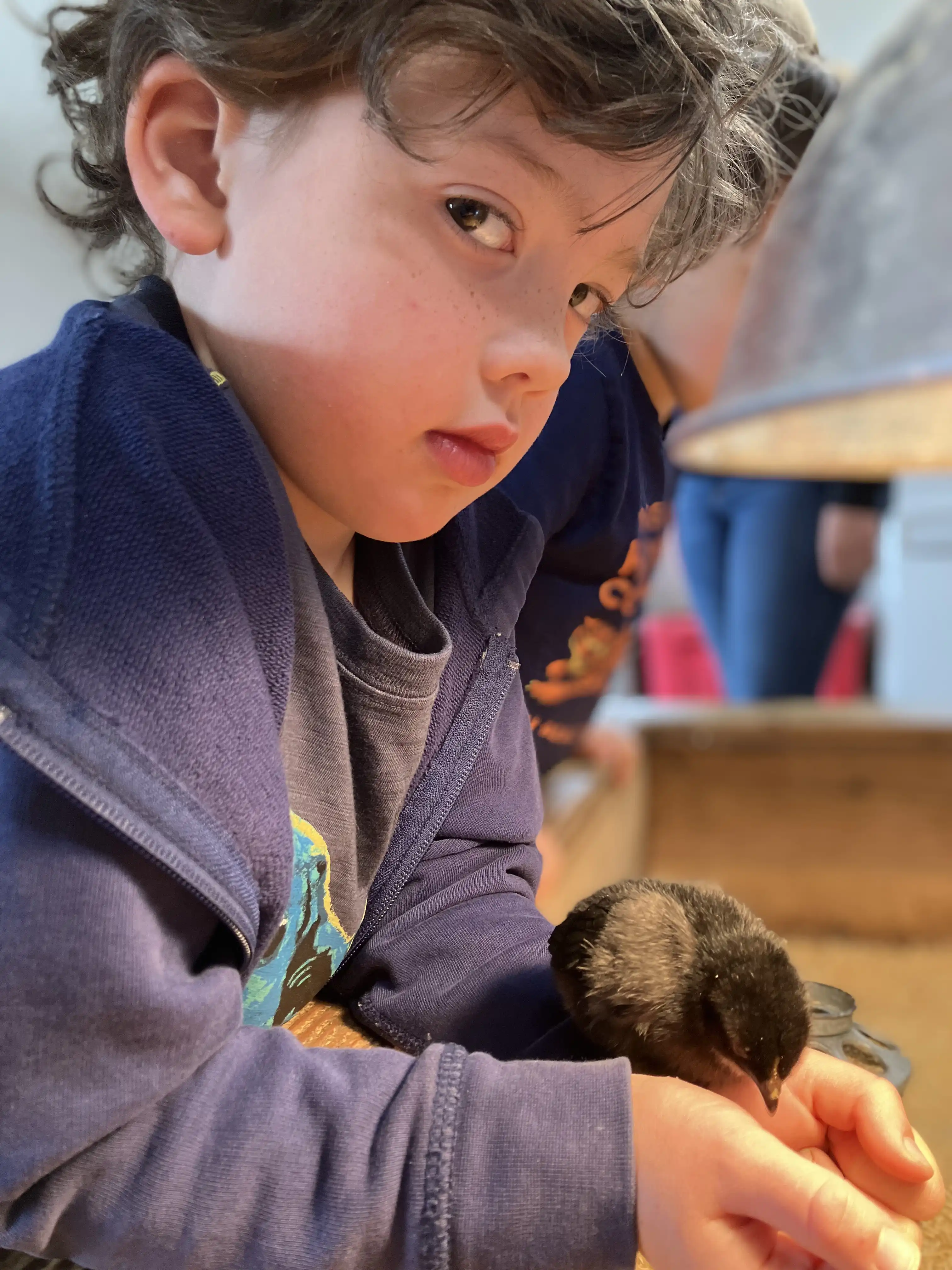 Graham gently holds a baby chick