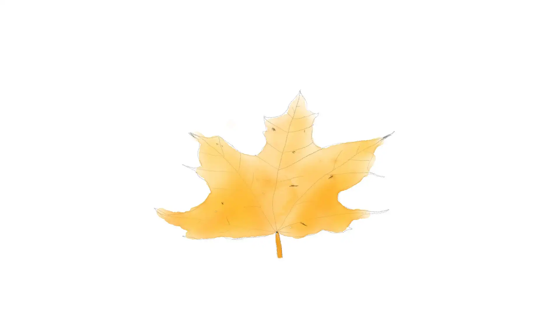 a watercolor sketch of a fall maple leaf.